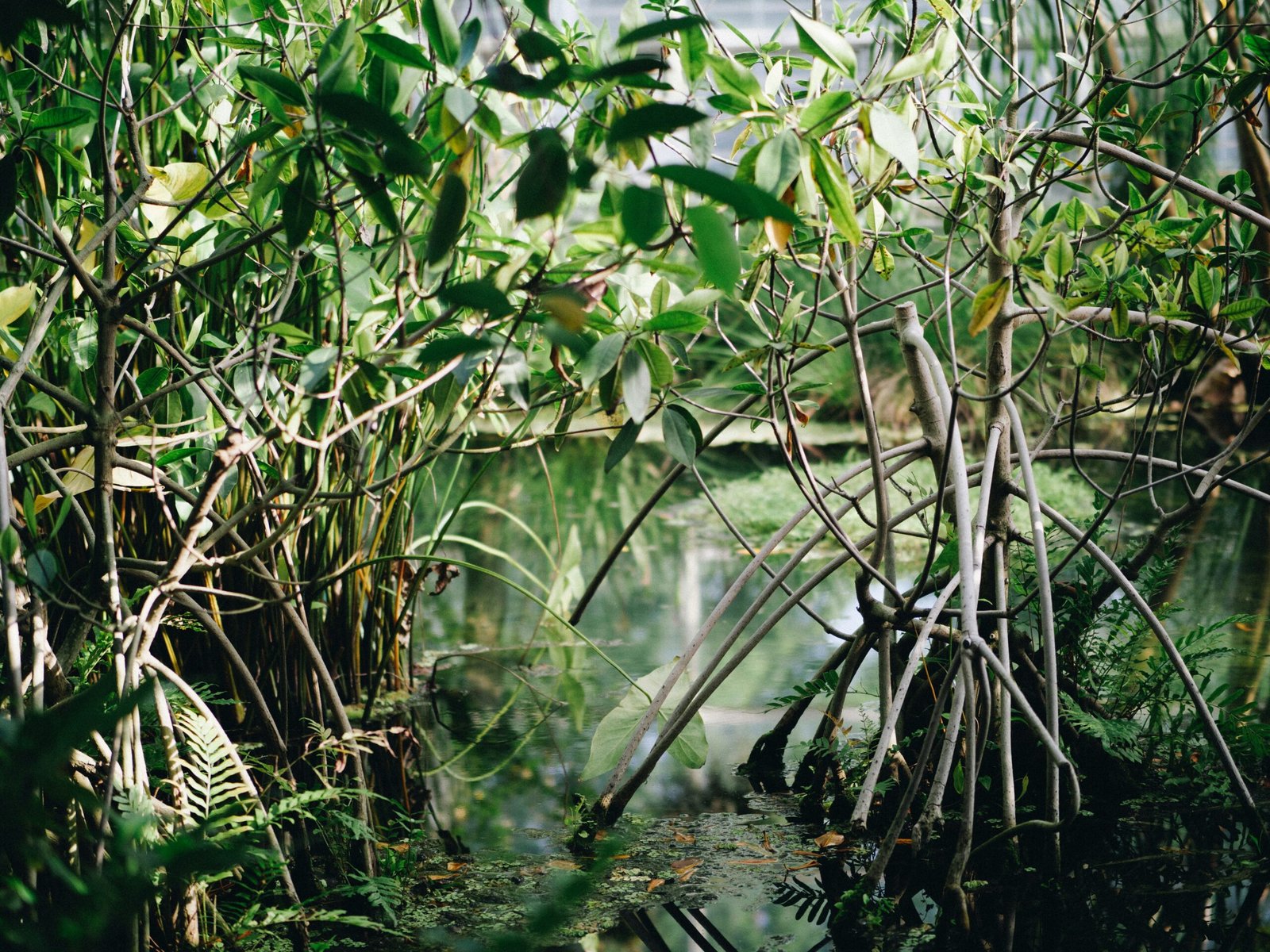 Sundarban Tour from Canning: 25613